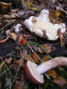 En mngd med oidentifierade svampar vi hittade