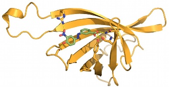 Avidin-ligand complex